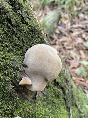 Auricularia