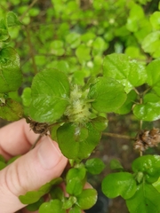 Coprosma rotundifolia