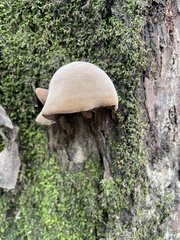 Auricularia