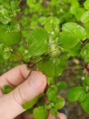 Coprosma rotundifolia