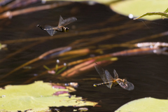 Hydrobasileus brevistylus