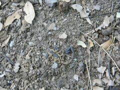 Centruroides nigrimanus