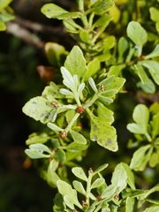Phyllocladus alpinus