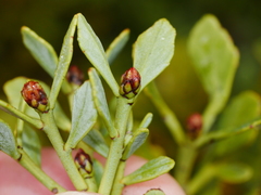 Phyllocladus alpinus