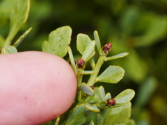 Phyllocladus alpinus