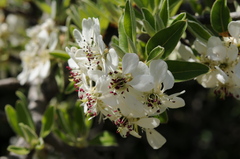 Pyrus spinosa