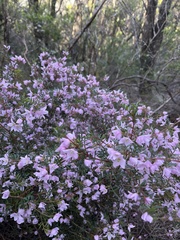 Boronia floribunda