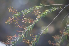 Acacia gittinsii