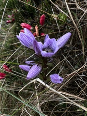 Gentianella corymbosa