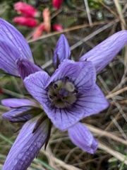 Gentianella corymbosa
