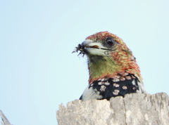 Trachyphonus vaillantii