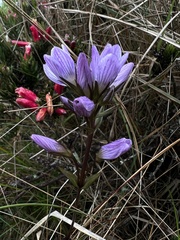 Gentianella corymbosa