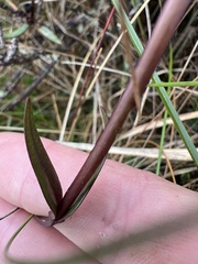 Gentianella corymbosa