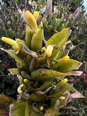Guzmania