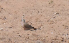 Turtur chalcospilos