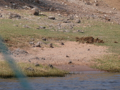 Turtur chalcospilos