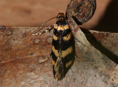 Cosmopterigidae