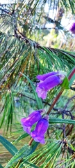 Penstemon