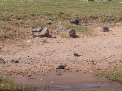 Turtur chalcospilos