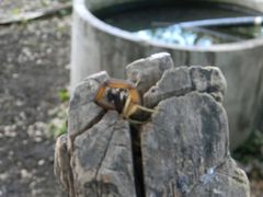 Centruroides nigrimanus