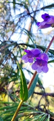 Penstemon