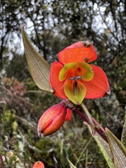 Bomarea pauciflora