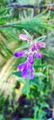 Penstemon