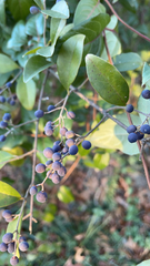 Ligustrum ovalifolium