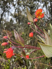 Bomarea pauciflora