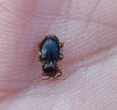 Lycoperdina ferruginea