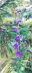 Penstemon