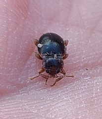 Lycoperdina ferruginea