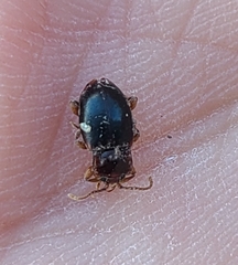 Lycoperdina ferruginea