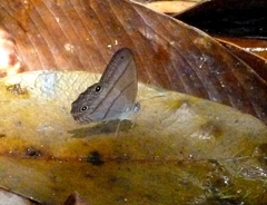 Amiga arnaca