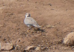 Streptopelia capicola