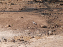 Streptopelia capicola