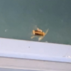 Galerucella calmariensis