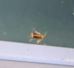 Galerucella calmariensis