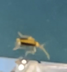 Galerucella calmariensis