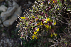 Caragana gerardiana