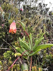 Bomarea pauciflora