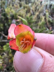 Bomarea pauciflora