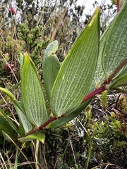 Bomarea pauciflora