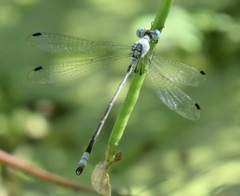 Lestes sigma