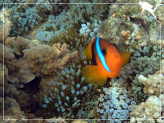 Amphiprion melanopus