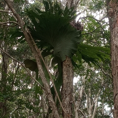 Platycerium superbum