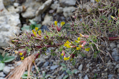 Caragana gerardiana