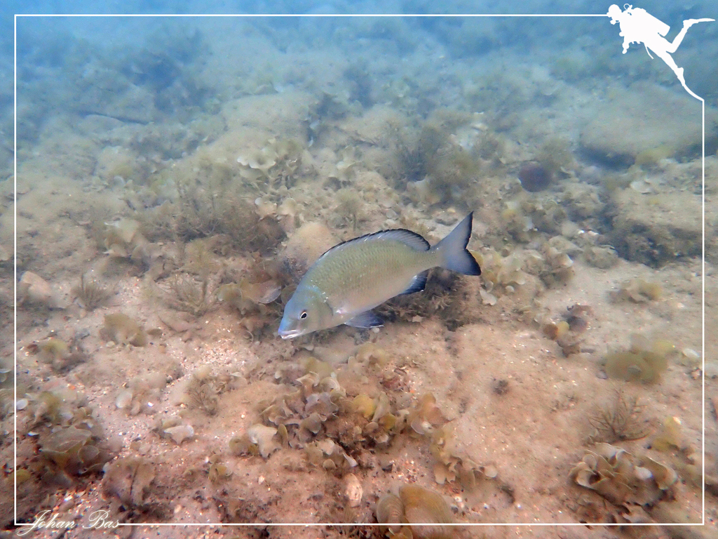 New Caledonian Seabream