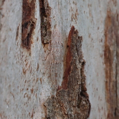 Ledromorpha planirostris