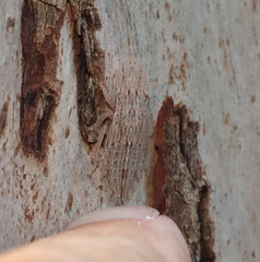 Ledromorpha planirostris